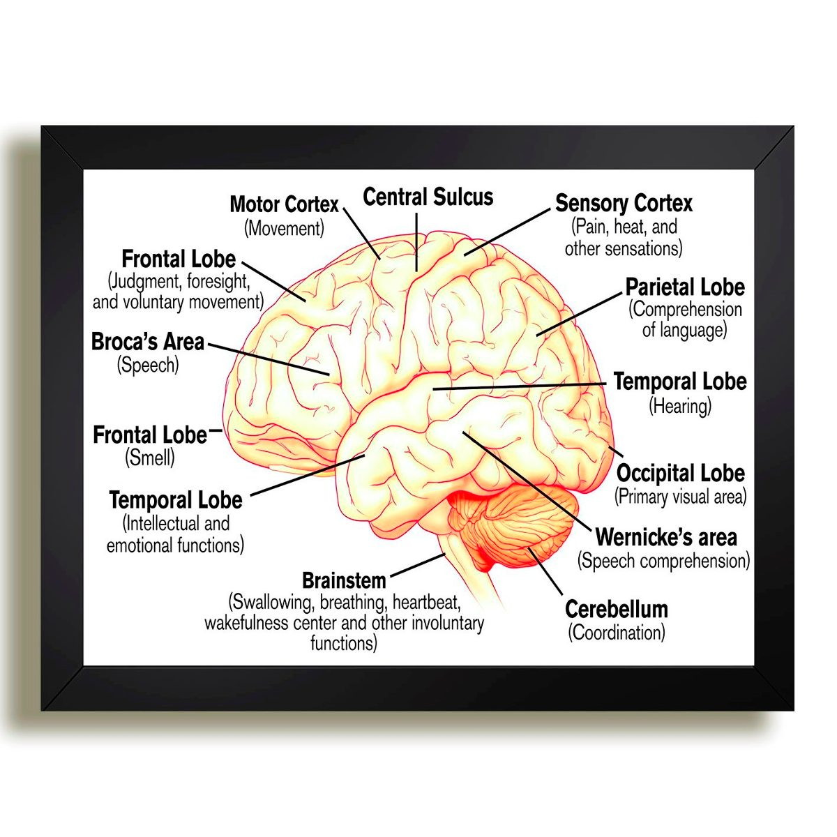 quadro-cerebro-humano-medicina-anatomia-supernatural-sobrenatural